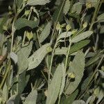 Sida rhombifolia Συνήθη χαρακτηριστικά