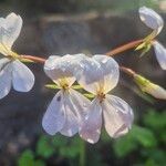 Pelargonium multibracteatum Кветка