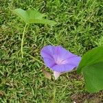 Ipomoea purpurea Kukka