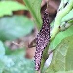 Dorstenia psilurus ഫലം