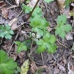 Sanicula europaea Hoja