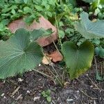 Eryngium giganteum Habitus
