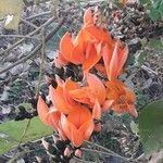 Butea monosperma Floare