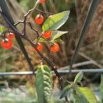 Solanum dulcamara 葉
