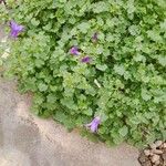 Campanula portenschlagiana عادت داشتن