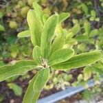 Sideroxylon lanuginosum Leaf