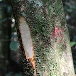 Duboscia macrocarpa Corteza