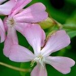 Saponaria officinalis 花