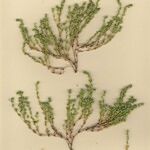 Aphanes australis Агульны выгляд