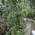 Lavandula dentata Агульны выгляд