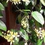 Tristellateia australasiae Blüte