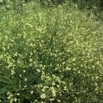 Brassica barrelieri Plante entière