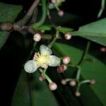 Chrysochlamys silvicola Flower