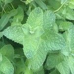 Mentha × villosa Hoja
