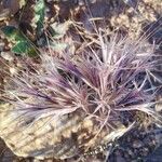 Bromus rubens Habit