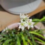 Allium canadense फूल