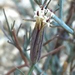 Porophyllum gracile Fruit