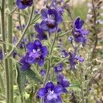 Delphinium staphisagria Blüte