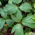 Imperatoria ostruthium Likasa