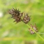 Carex divulsa Fruto