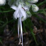 Trichostema lanatum Flor