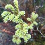 Petrosedum sediformeКвітка