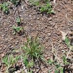 Microchloa kunthii Blatt