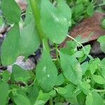 Euphorbia peplus Blad