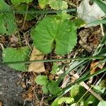 Centella asiatica Blad