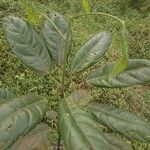 Cola acuminata Лист