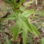 Inula salicina Likasa