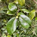 Camellia japonica Habit