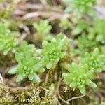 Sedum monregalense Övriga