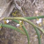 Nephrangis bertauxiana Flower