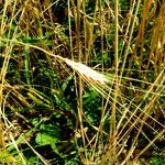 Triticum monococcum 果