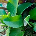 Kalanchoe ceratophylla Blatt