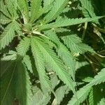 Cannabis sativa पत्ता