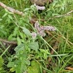 Mentha longifoliaFlower