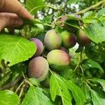 Prunus domestica 果