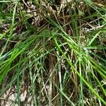 Juncus tenuis Natur