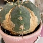Matucana madisoniorum 樹皮