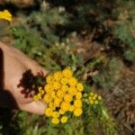 Achillea ageratum 花