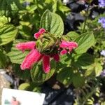 Salvia oxyphora Flower