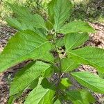 Callicarpa americanaLapas