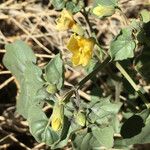 Physalis crassifolia Habitatea