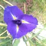 Iris latifolia Квітка