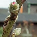 Prunus amygdalus Blomst