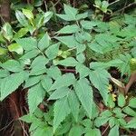 Myrrhidendron donnellsmithii Blad