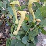 Aristolochia fontanesii Leaf