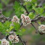 Rhus microphylla Кветка